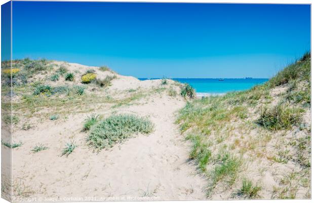 Sand dunes with plants by the sea in a protected natural area in Canvas Print by Joaquin Corbalan
