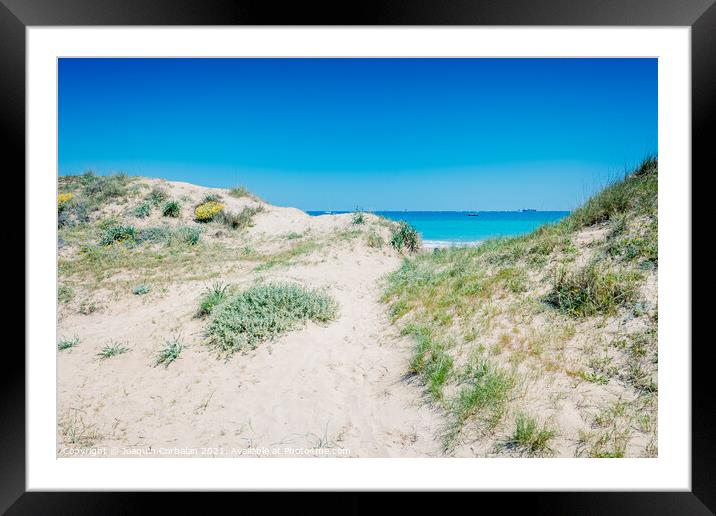 Sand dunes with plants by the sea in a protected natural area in Framed Mounted Print by Joaquin Corbalan