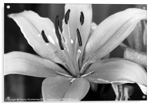day lily Acrylic by Elouera Photography