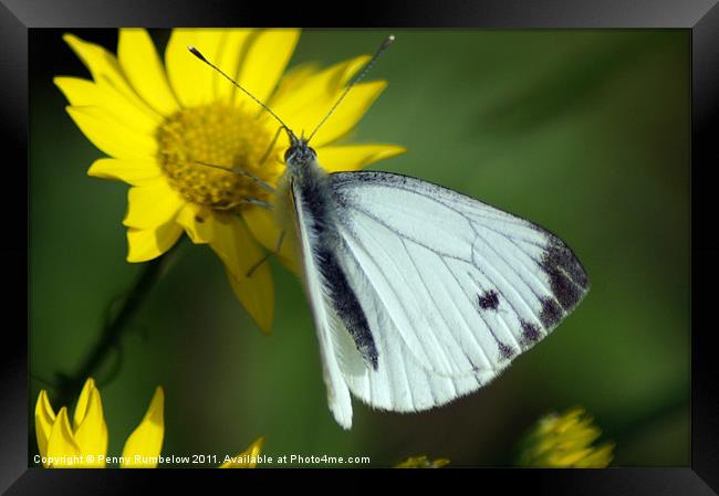 cabbage white Framed Print by Elouera Photography