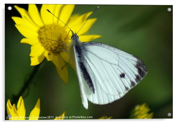cabbage white Acrylic by Elouera Photography