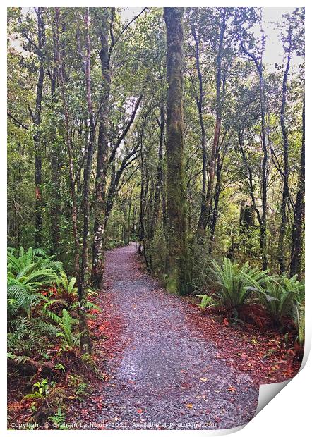 Forest Footpath Print by Graham Lathbury