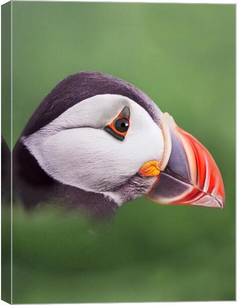 Puffin head. Scotland, sea bird Canvas Print by JC studios LRPS ARPS
