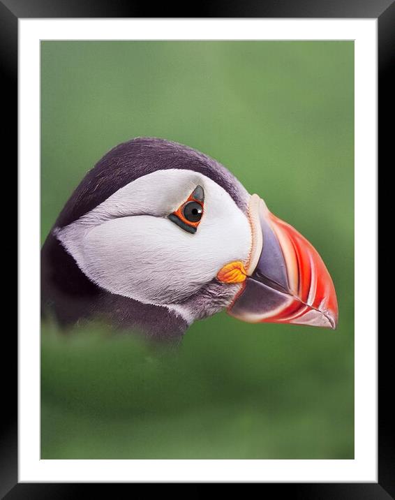 Puffin head. Scotland, sea bird Framed Mounted Print by JC studios LRPS ARPS