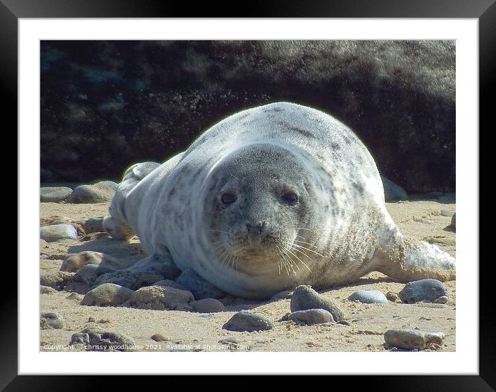 Horsey Gap Seal Pup Framed Mounted Print by chrissy woodhouse