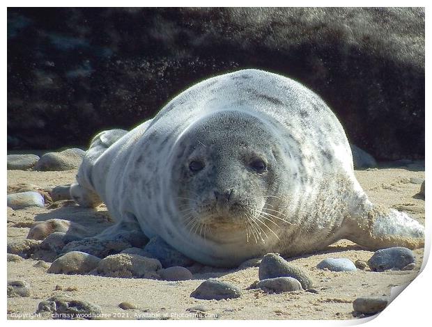 Horsey Gap Seal Pup Print by chrissy woodhouse