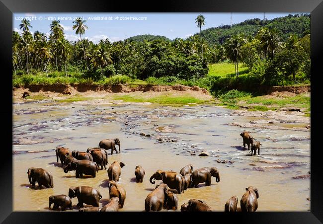 Elephants Sri Lanka Framed Print by Hiran Perera