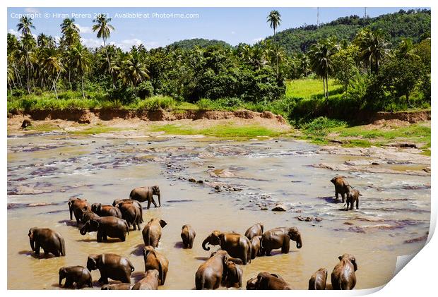 Elephants Sri Lanka Print by Hiran Perera