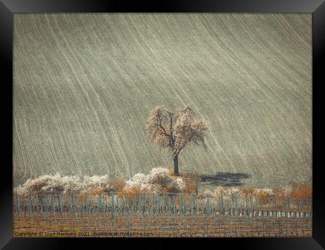 Lonely tree between vineyard and the field Framed Print by Ingo Menhard