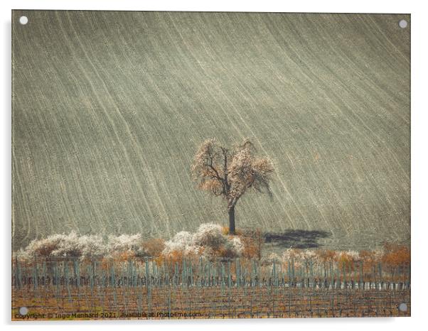 Lonely tree between vineyard and the field Acrylic by Ingo Menhard