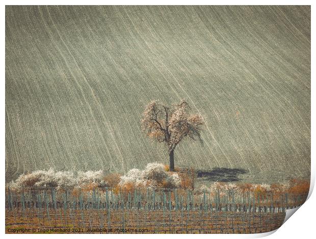 Lonely tree between vineyard and the field Print by Ingo Menhard