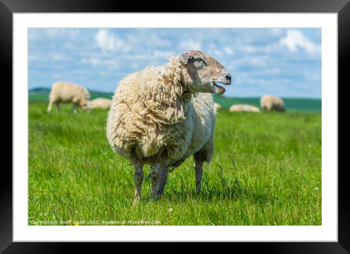 Woolly sheep on the South Downs Framed Mounted Print by Geoff Smith