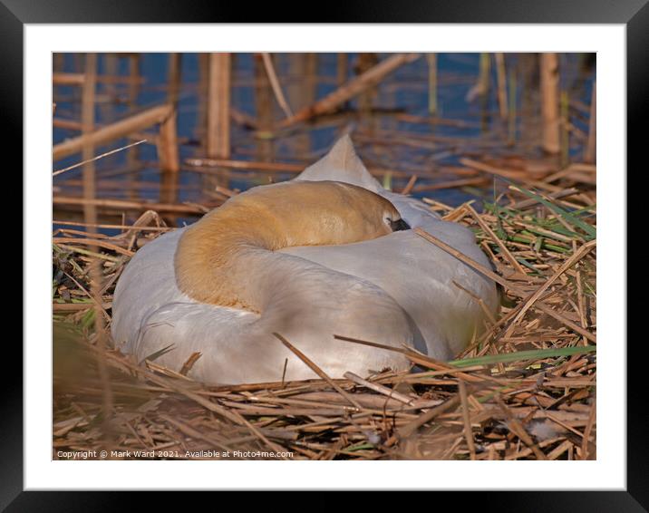 Swan on her Nest. Framed Mounted Print by Mark Ward