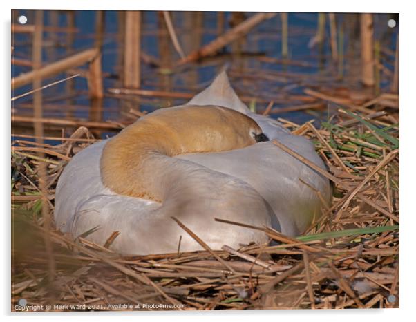 Swan on her Nest. Acrylic by Mark Ward