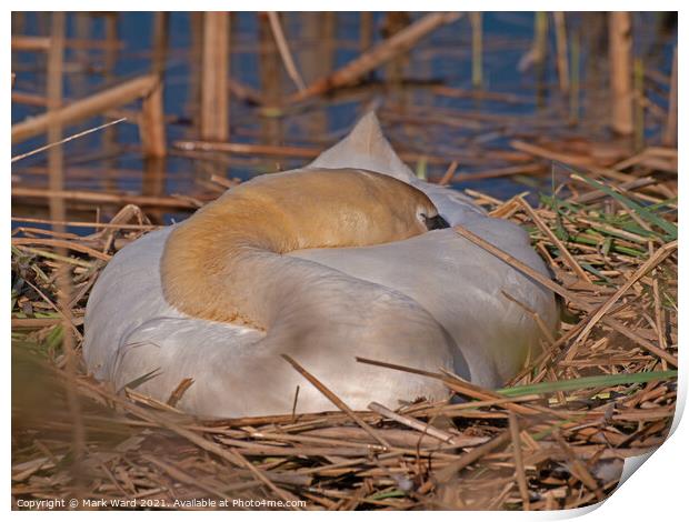 Swan on her Nest. Print by Mark Ward