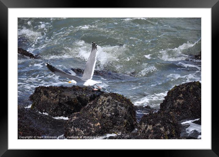 Seagull Taking Flight Framed Mounted Print by Sam Robinson