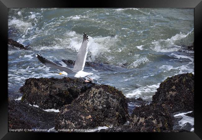 Seagull Taking Flight Framed Print by Sam Robinson