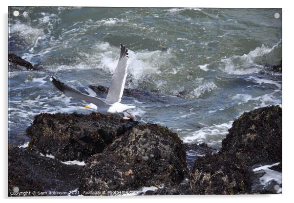 Seagull Taking Flight Acrylic by Sam Robinson