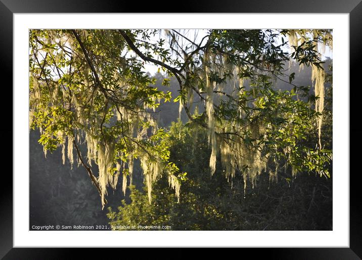 Tree branches lit by sun Framed Mounted Print by Sam Robinson