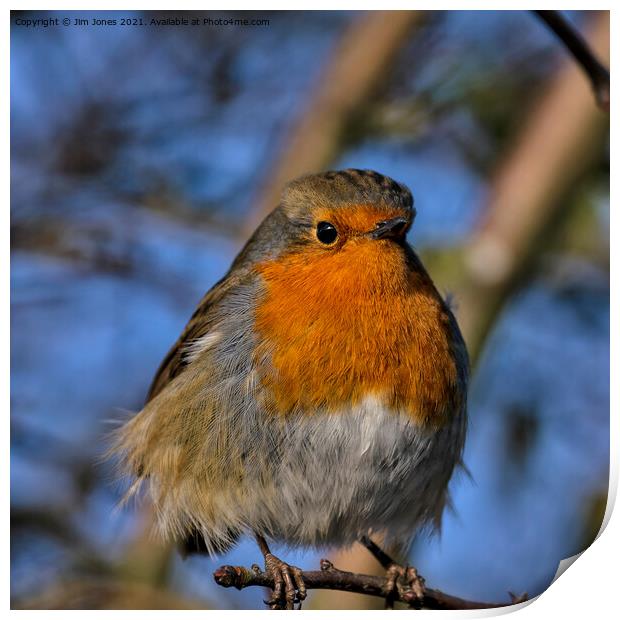 Fluffed up Robin in Winter Sunshine Print by Jim Jones