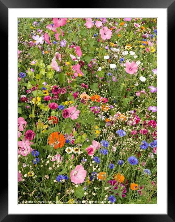 Mixed flower border Framed Mounted Print by Photimageon UK