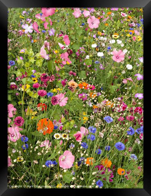 Mixed flower border Framed Print by Photimageon UK