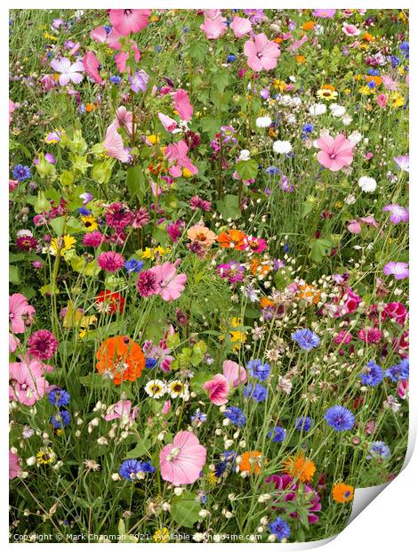 Mixed flower border Print by Photimageon UK