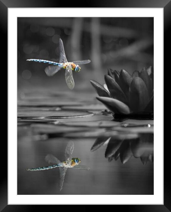 Dragonfly Reflections Framed Mounted Print by David Neighbour
