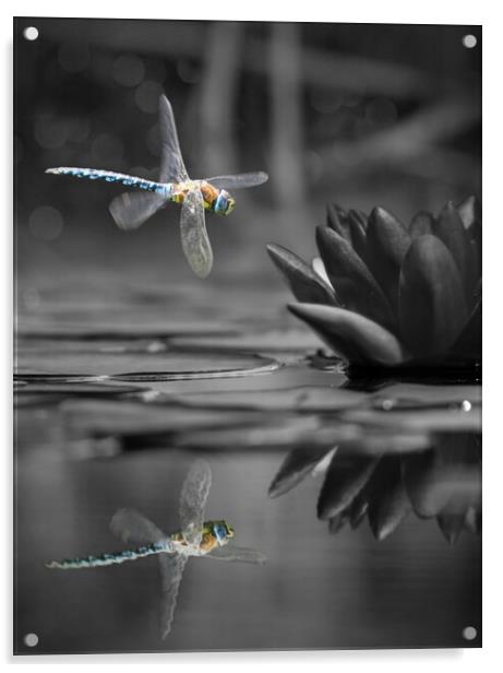 Dragonfly Reflections Acrylic by David Neighbour