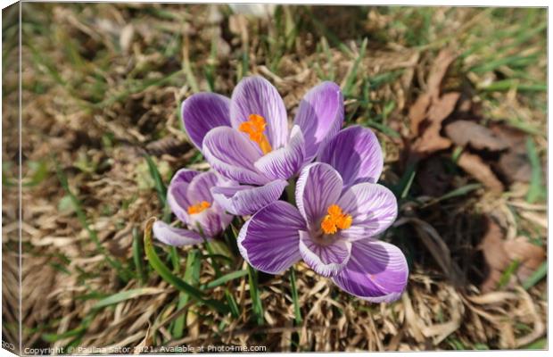 Purple Crocus vernus Canvas Print by Paulina Sator