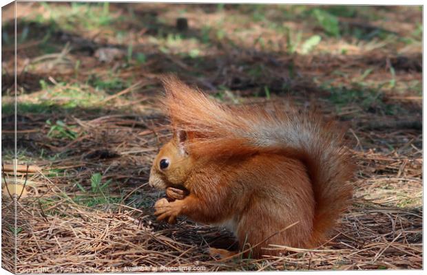 Weedy red squirrel Canvas Print by Paulina Sator