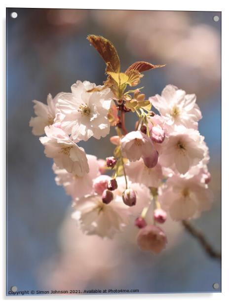 Sunlit Blossom Acrylic by Simon Johnson