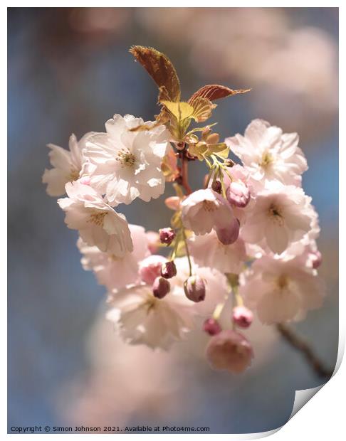 Sunlit Blossom Print by Simon Johnson