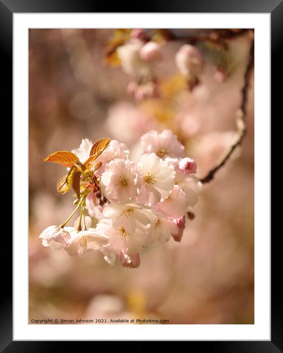 sunlit Blossom Framed Mounted Print by Simon Johnson