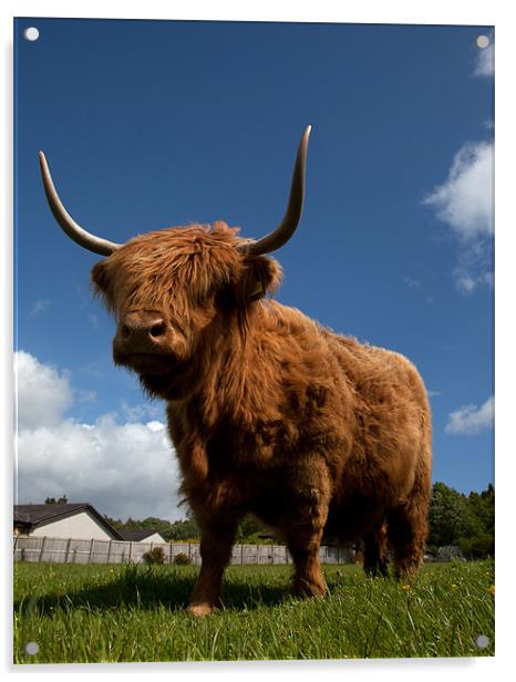 Highland cattle Acrylic by Gail Johnson