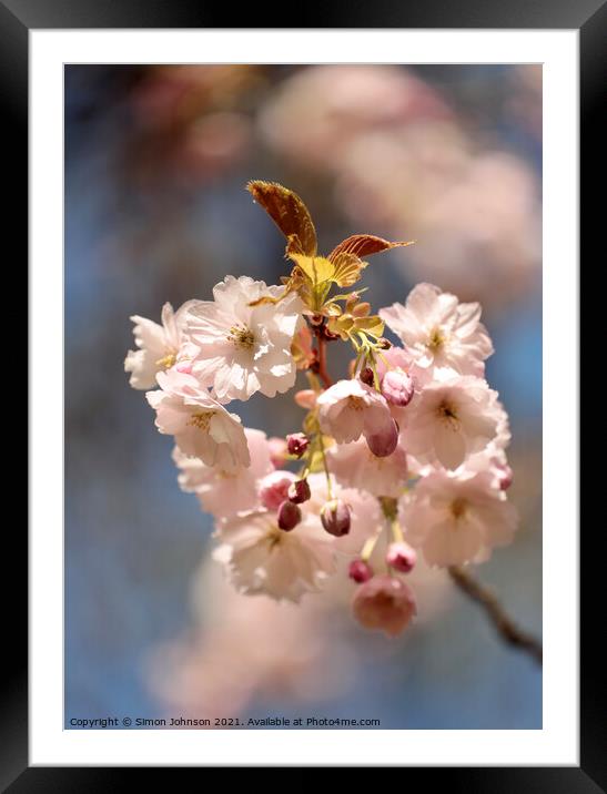 spring Blossom Framed Mounted Print by Simon Johnson