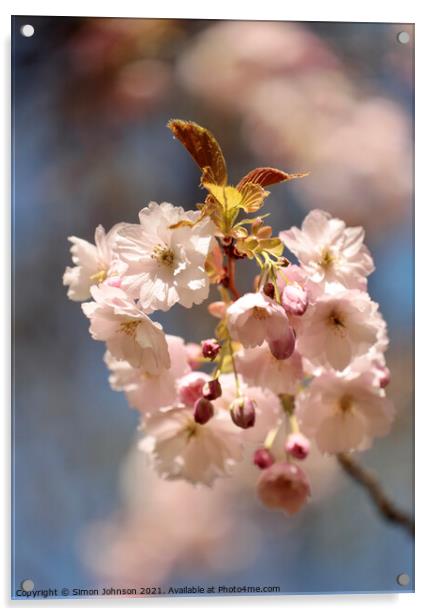 spring Blossom Acrylic by Simon Johnson
