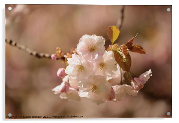 sunlit Blossom Acrylic by Simon Johnson