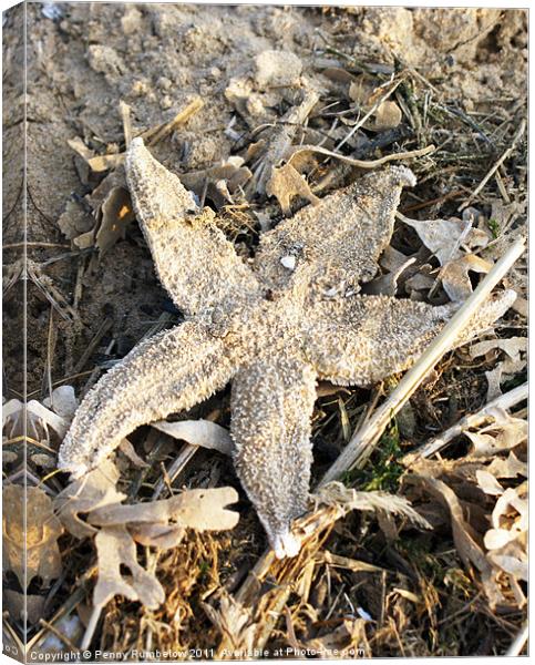 starfish Canvas Print by Elouera Photography
