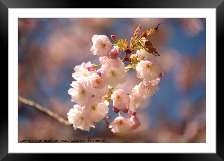 Blossom in the wind Framed Mounted Print by Simon Johnson
