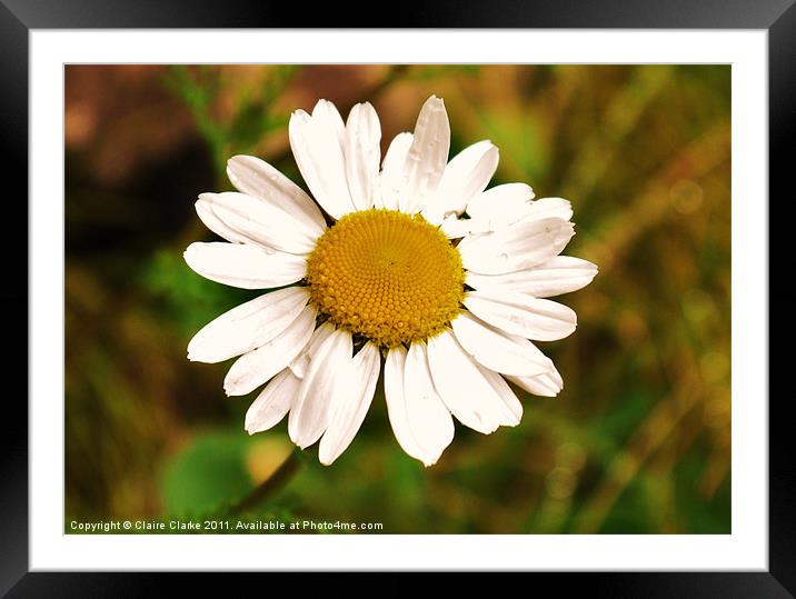 Daisy, Gobbins Path, Northern Ireland Framed Mounted Print by Claire Clarke
