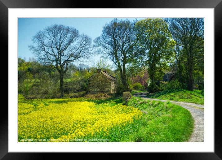 Oilseed Rape Framed Mounted Print by Alison Chambers