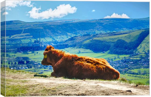 Moo With A View Canvas Print by Alison Chambers