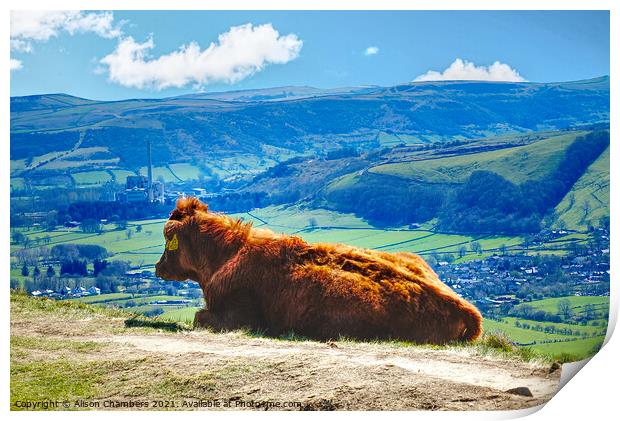 Moo With A View Print by Alison Chambers