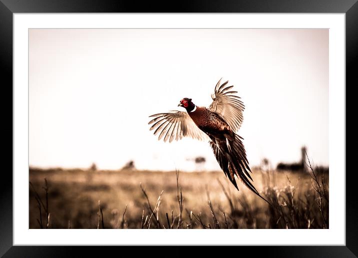 Pheasant (Phasianus colchicus) Framed Mounted Print by chris smith