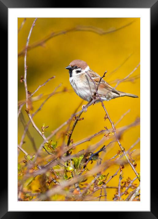 Tree sparrow (Passer montanus) Framed Mounted Print by chris smith