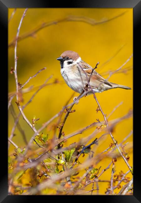 Tree sparrow (Passer montanus) Framed Print by chris smith