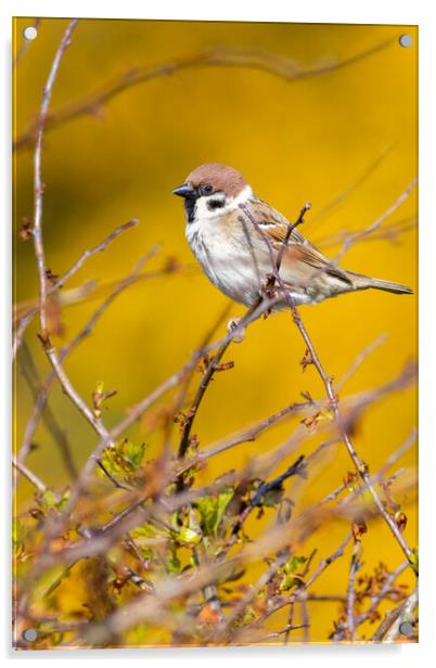 Tree sparrow (Passer montanus) Acrylic by chris smith