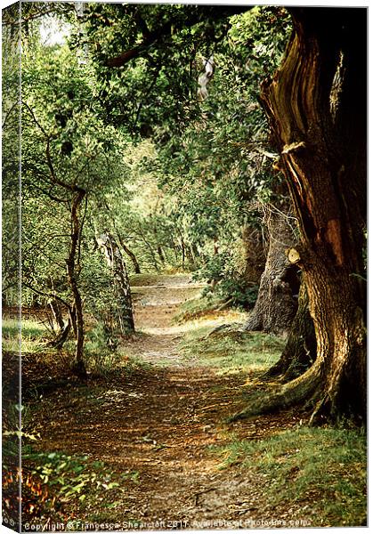 Woodland path Canvas Print by Francesca Shearcroft