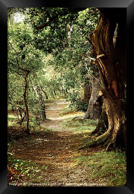 Woodland path Framed Print by Francesca Shearcroft